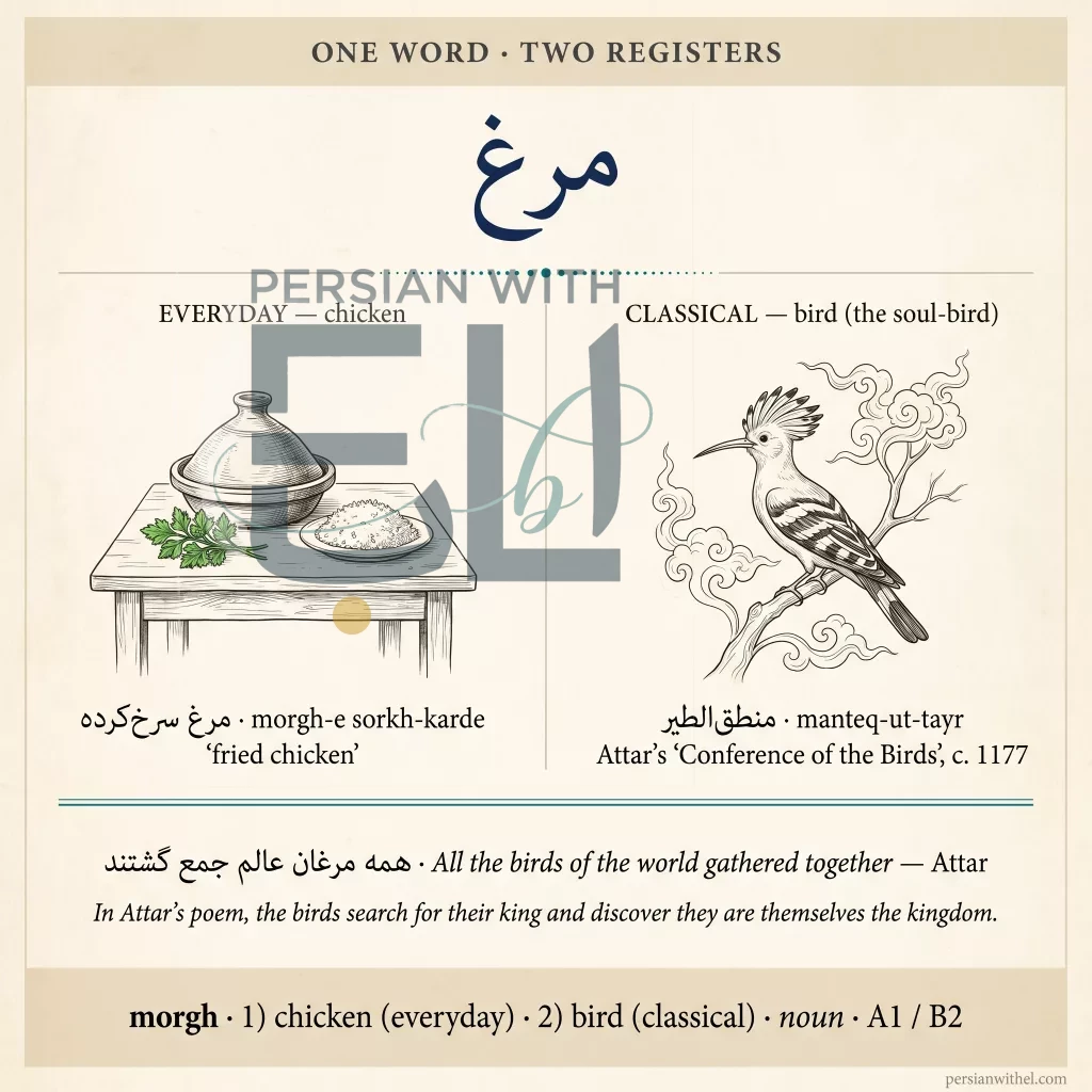 Glossary comparison-split card for morgh (everyday "chicken" vs classical "bird") with split illustration: tagine pot on left, Attar's hoopoe on right, plus Conference of the Birds pull-quote.