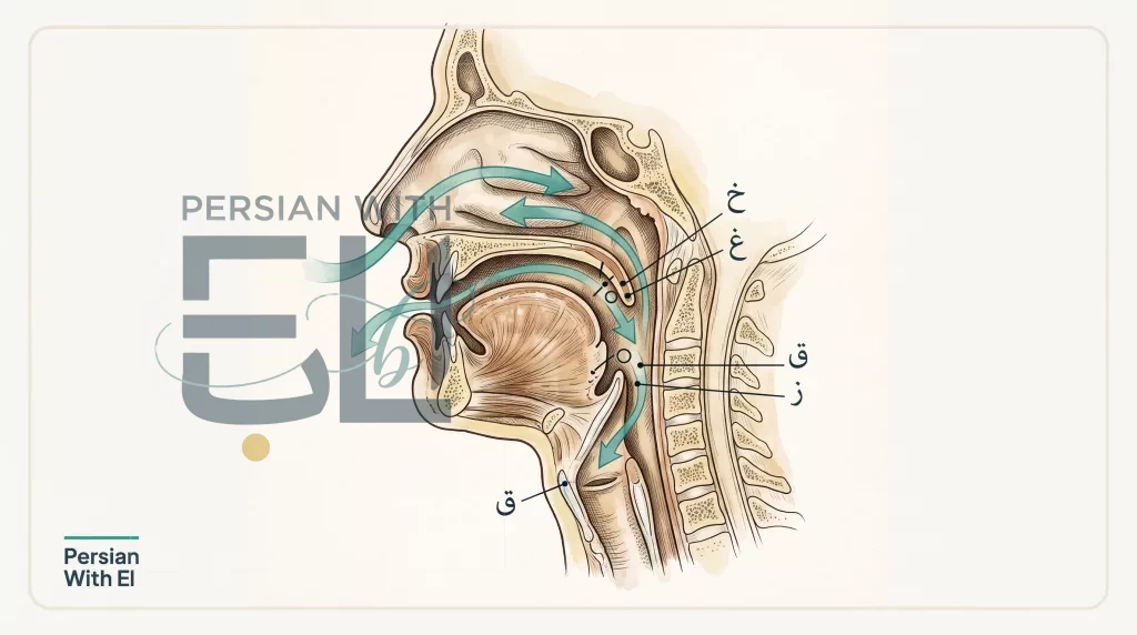 Field-guide anatomical diagram of Persian throat sounds kh gh q — editorial illustration for Persian pronunciation guide